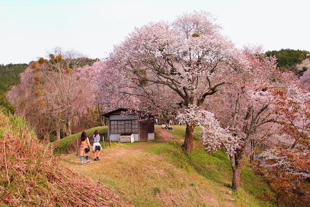 Flor de Sakura: Conociendo su leyenda - Amigastronomicas